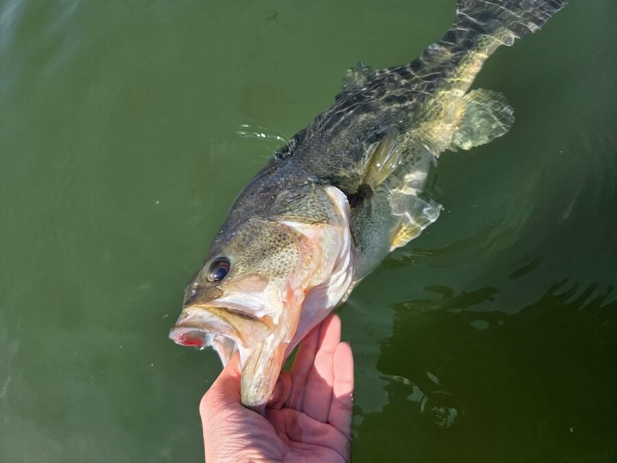 ｜日替わりの春の河口湖。キモは表層攻略！「コンディションのいい魚ほど水面ですよ」