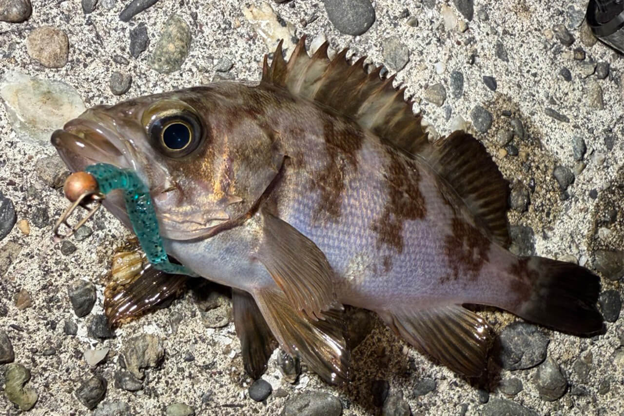 ｜メバルが“ツチノコ”!? 浜名湖で幻となりつつあるメバルを狙ってみたら…。