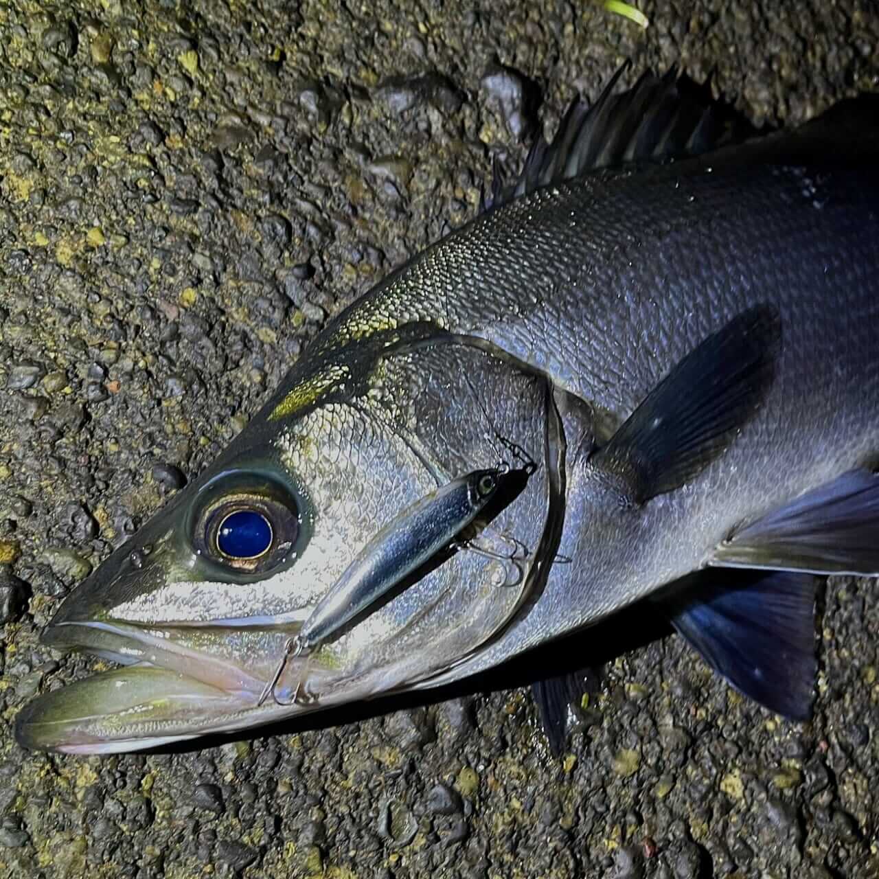 ｜【ハイプレッシャーフィールドで効く⁉】様々なフィッシュイーターを魅了する名作シンペン「ブルースコード」のC60に新色追加!!