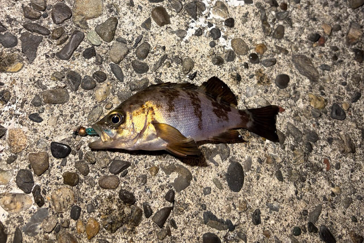 ｜メバルが“ツチノコ”!? 浜名湖で幻となりつつあるメバルを狙ってみたら…。