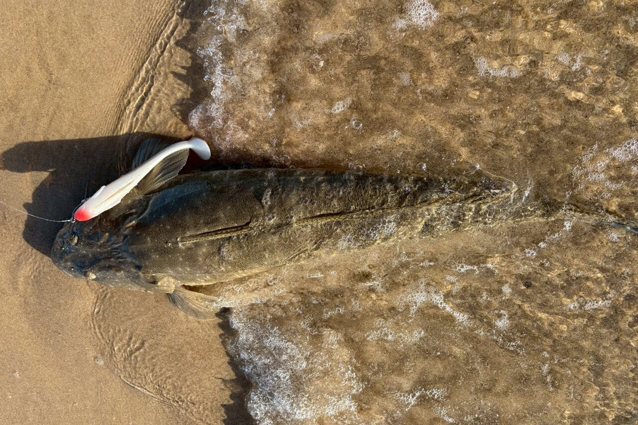 ｜オーストラリアは魚も規格外!? 日本では考えられない“1メーター超えマゴチ”を狙ってみた結果。