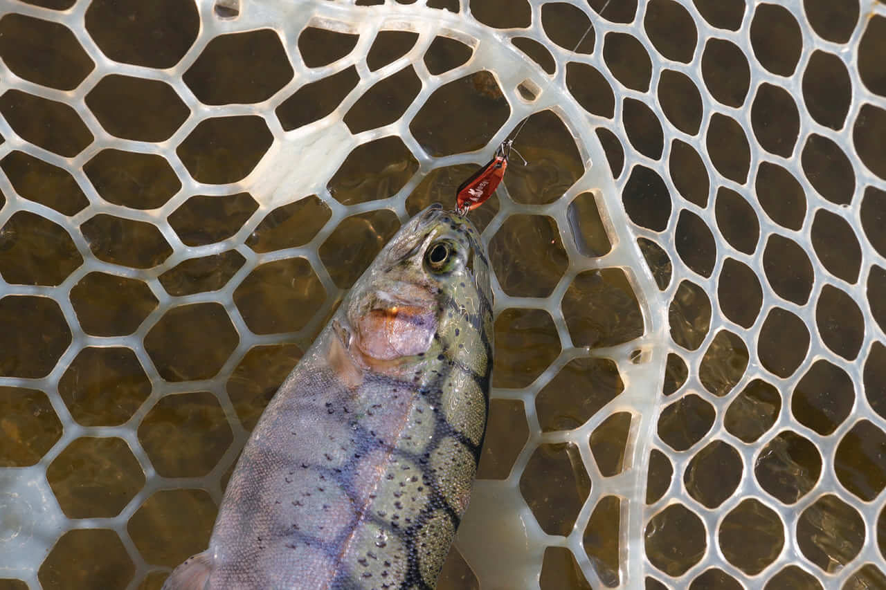 ｜欲張り2魚種釣り出来るルアーがあれば冬もルアーフィッシングを満喫できる！！