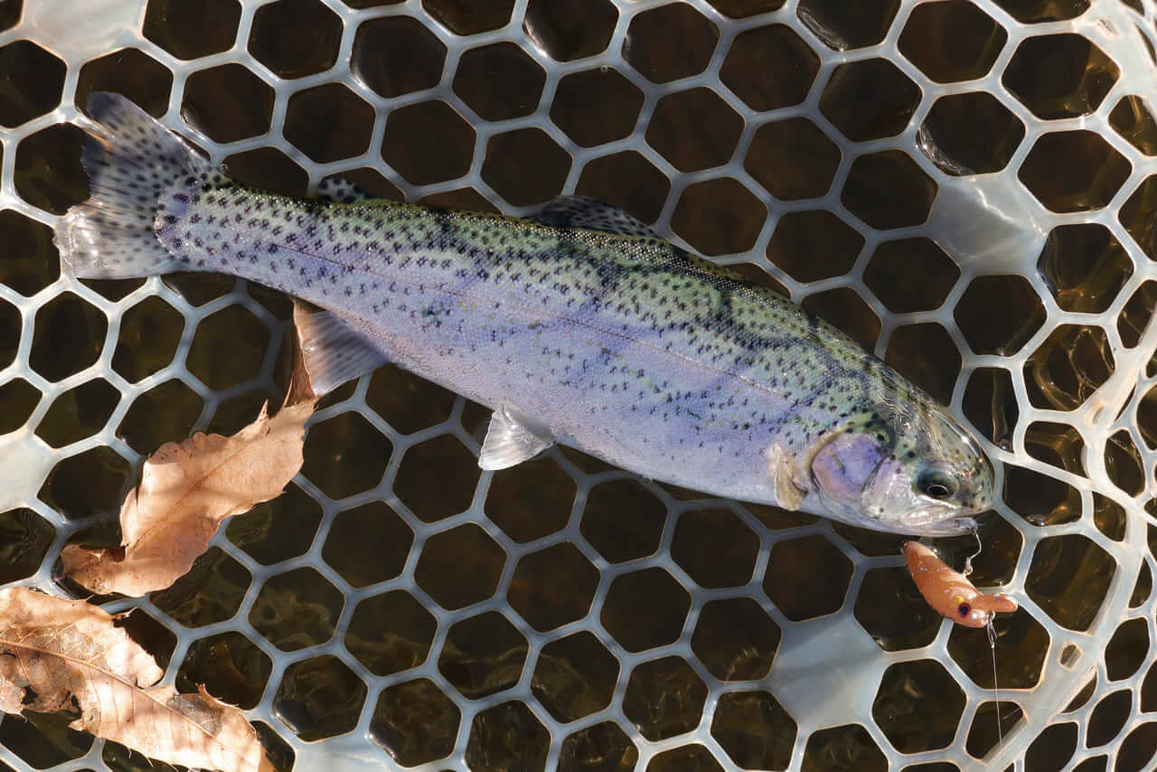 ｜欲張り2魚種釣り出来るルアーがあれば冬もルアーフィッシングを満喫できる！！