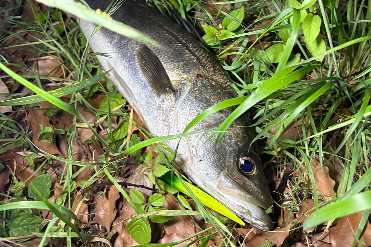|「あまり話したくないですが…」これから始まる港湾・運河のバチ抜け。裏ワザ的タイミングを大公開。