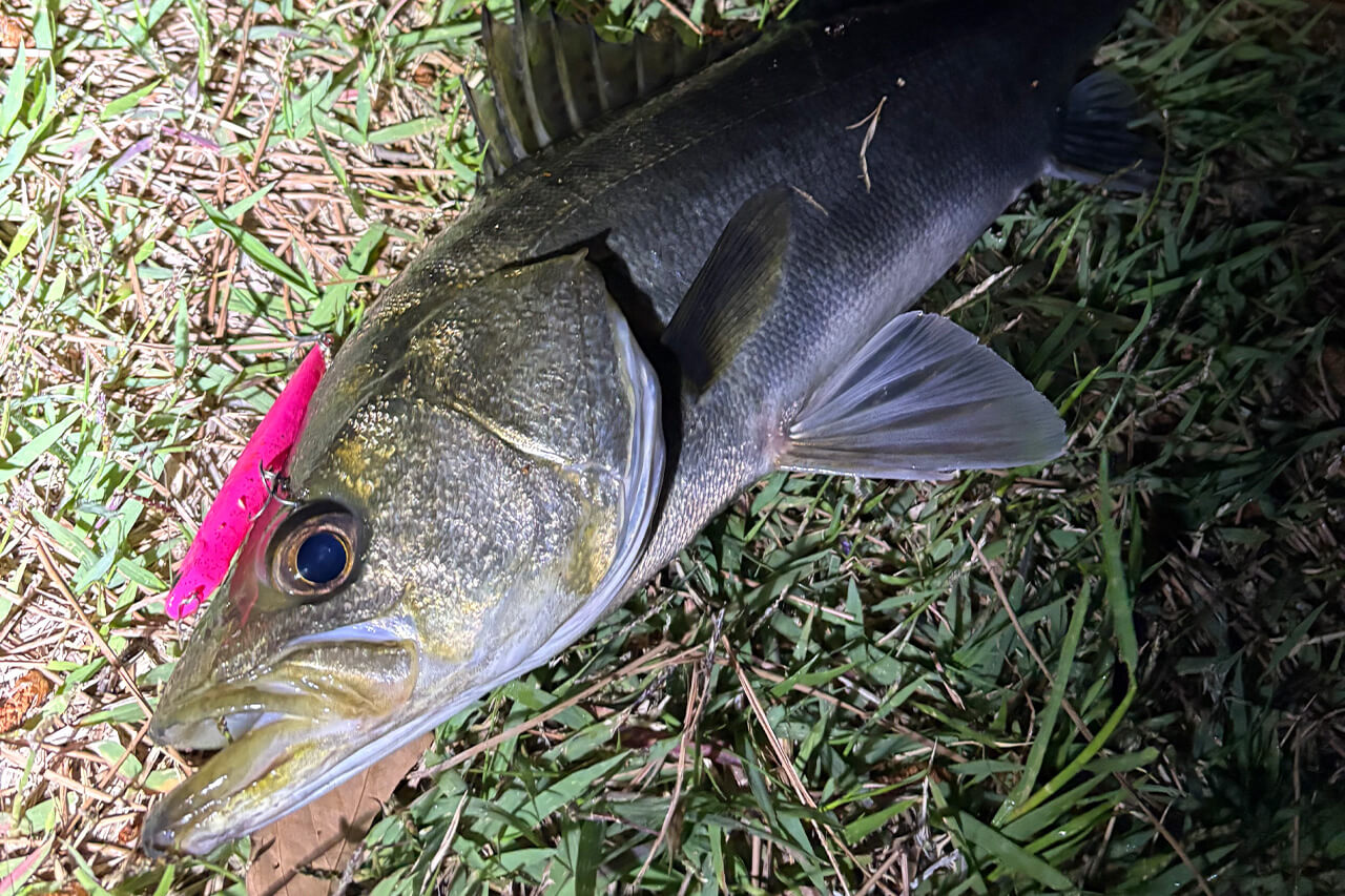 ｜「あまり話したくないですが…」これから始まる港湾・運河のバチ抜け。裏ワザ的タイミングを大公開。