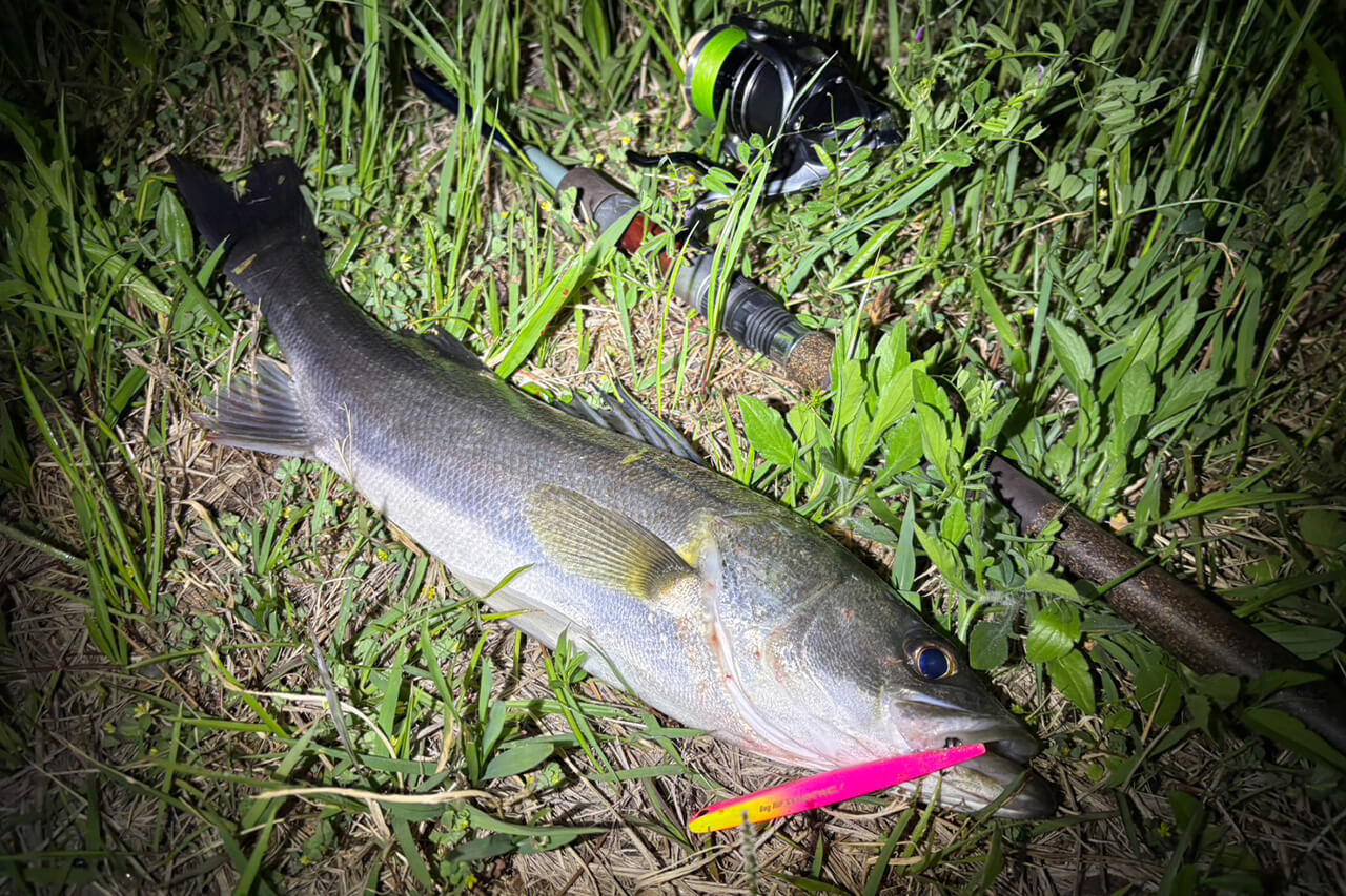 ｜今年はアタリ年!? 簡単に釣れる港湾バチ抜けが帰ってきたぞ！ ヒットルアーはやはり…。