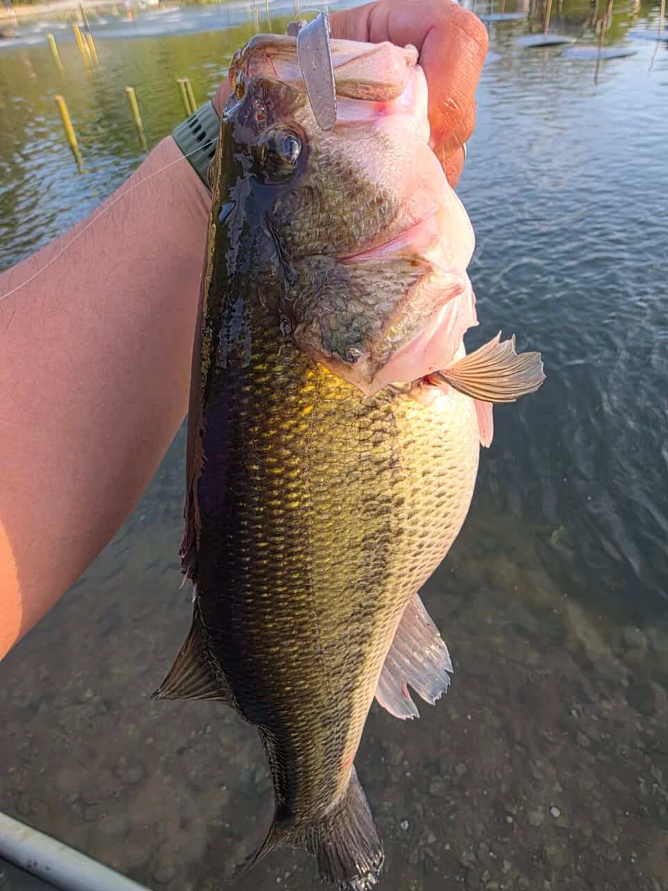 ｜フロリダバスのハイブリットも放流⁉釣り人歓喜の大放流で今年も大人気管理釣り場がバスシーズンスタート!