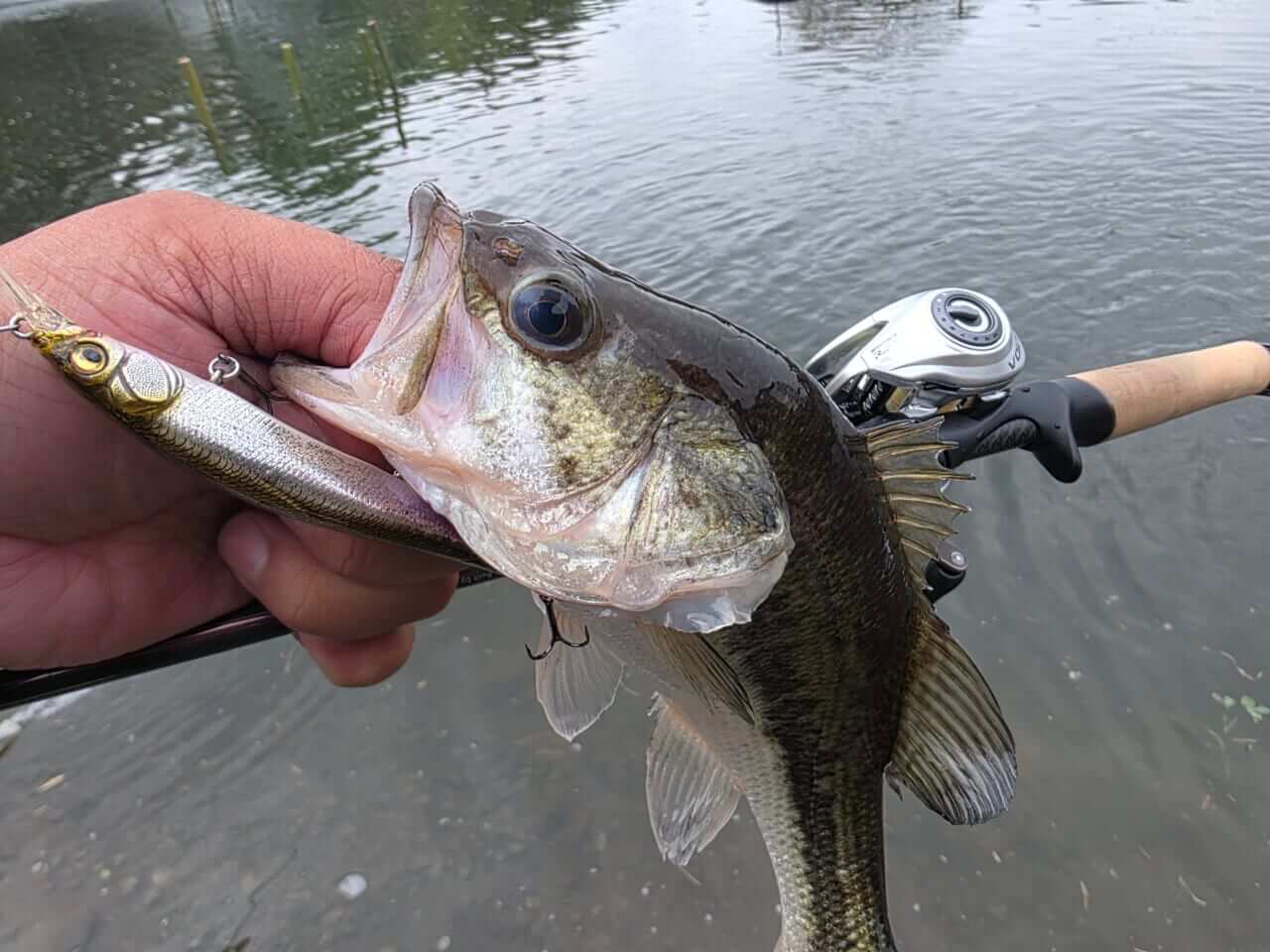 ｜フロリダバスのハイブリットも放流⁉釣り人歓喜の大放流で今年も大人気管理釣り場がバスシーズンスタート!