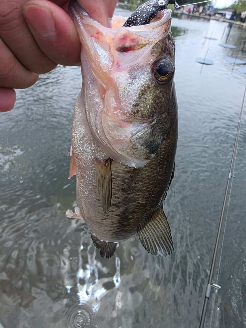 ｜フロリダバスのハイブリットも放流⁉釣り人歓喜の大放流で今年も大人気管理釣り場がバスシーズンスタート!