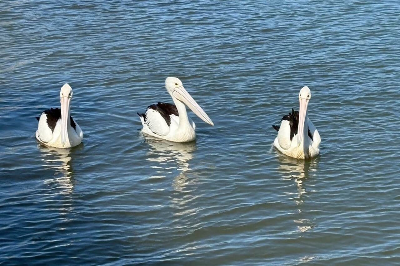 ｜オーストラリアは魚も規格外!? 日本では考えられない“1メーター超えマゴチ”を狙ってみた結果。