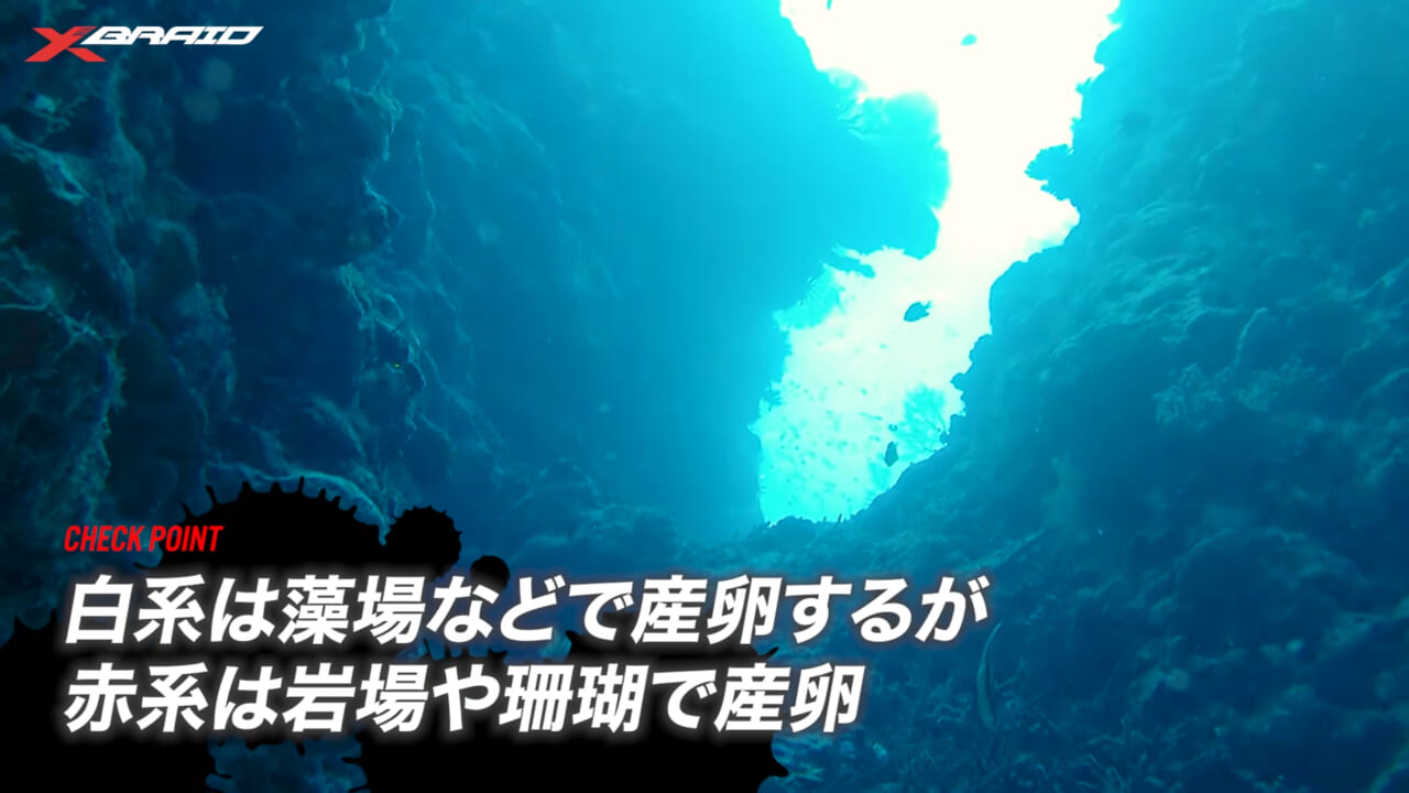 ｜エギングファンの憧れ「レッドモンスター」に挑め！ロマンを追った動画に注目!!