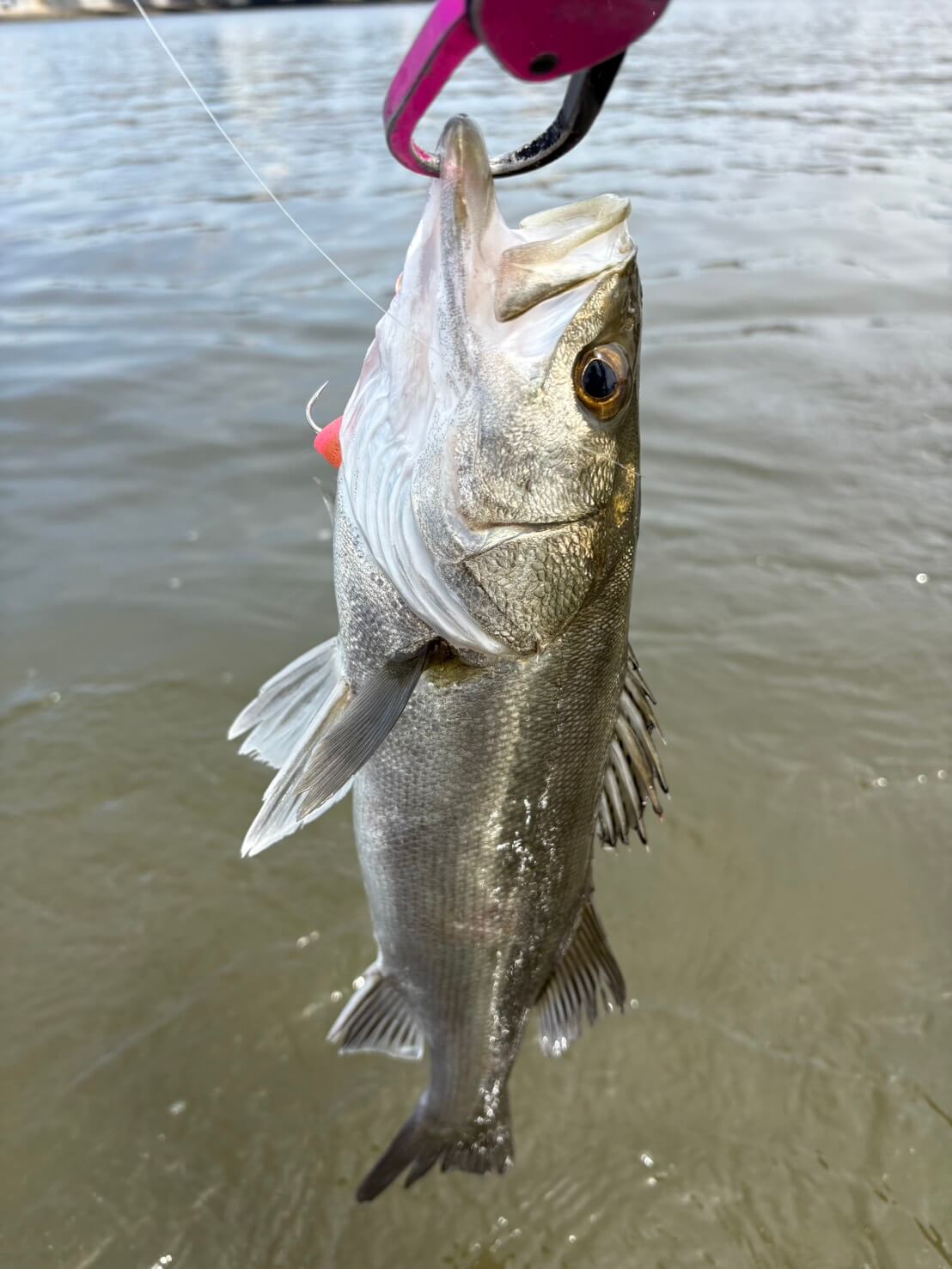 ｜【激渋デイゲーム】春のマイクロベイトパターンで一人勝ち!? 周りと差をつけるエースルアーとは？