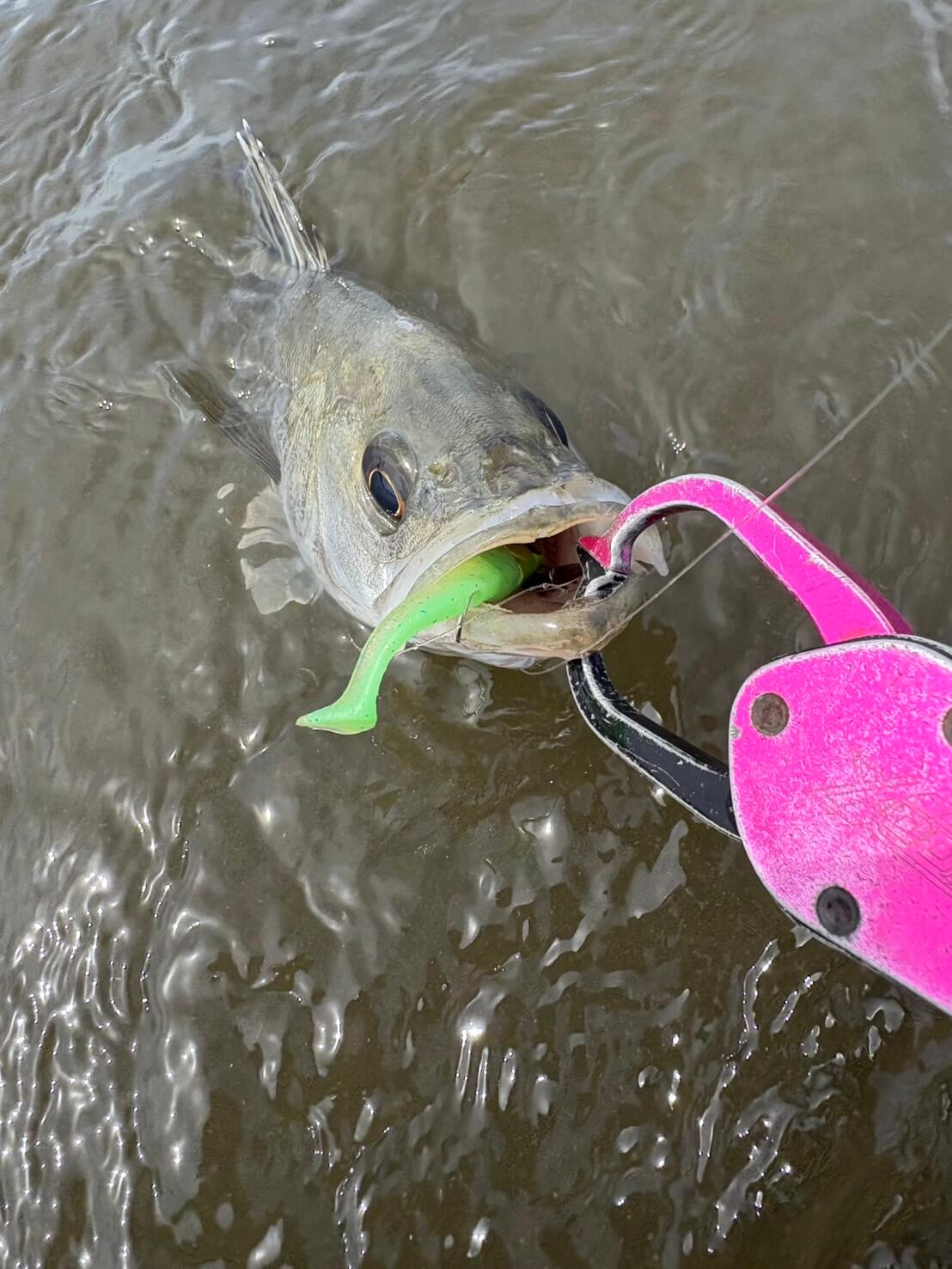 ｜【激渋デイゲーム】春のマイクロベイトパターンで一人勝ち!? 周りと差をつけるエースルアーとは？