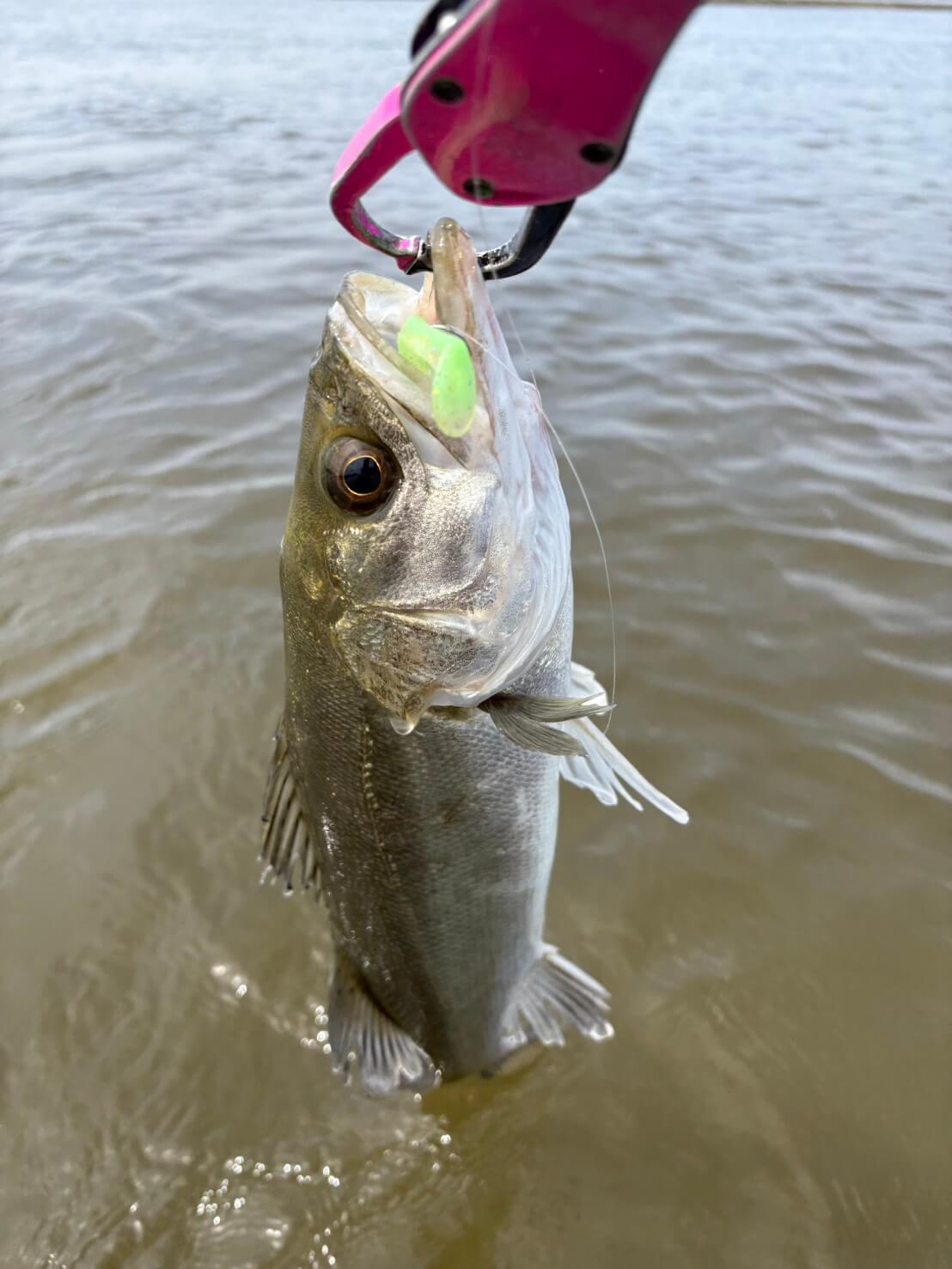 ｜【激渋デイゲーム】春のマイクロベイトパターンで一人勝ち!? 周りと差をつけるエースルアーとは？