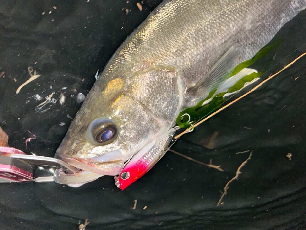 ｜【ベイトの追い方/探し方】季節の変わり目の今、シーバスにたどり着くまでのプロセスとは？【デイゲームに行く意味？】