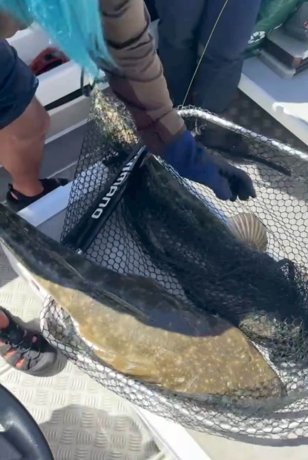 ｜オーストラリアは魚も規格外!? 日本では考えられない“1メーター超えマゴチ”を狙ってみた結果。