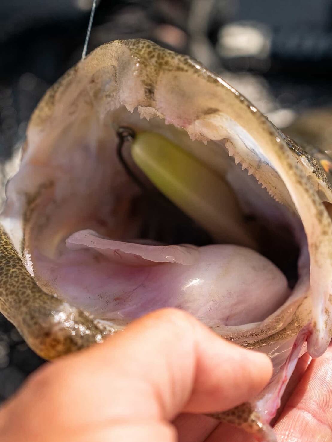 ｜オーストラリアは魚も規格外!? 日本では考えられない“1メーター超えマゴチ”を狙ってみた結果。