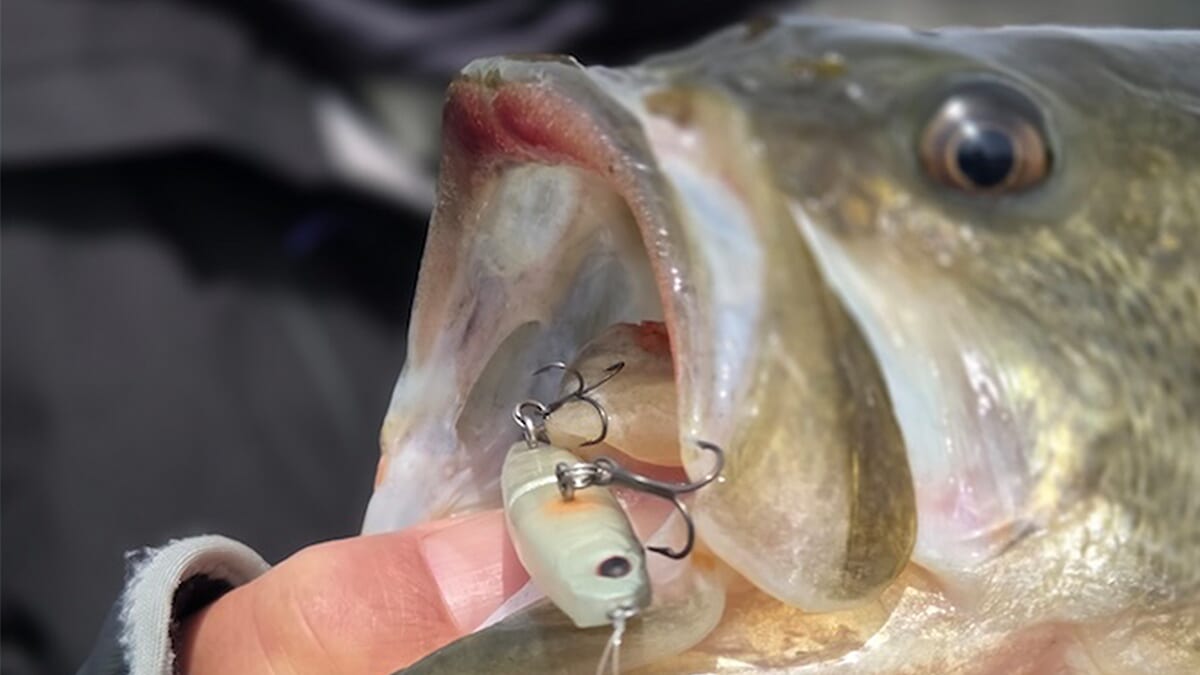 ｜日替わり状況の河口湖。重要なのはエリアとレンジ。今は表層の弱めルアーがおすすめ！