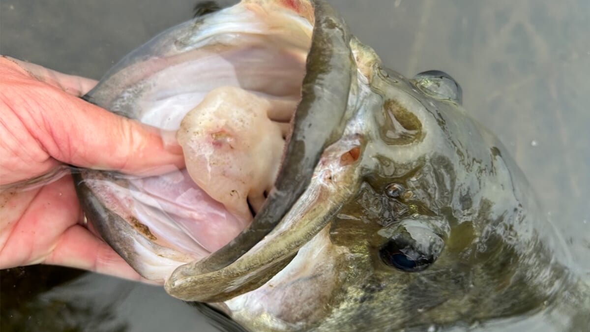 ｜50アップ連発、そして2年連続オカッパリでロクマル。足で稼いだ価値ある1本！「重さは自己記録更新です」【週刊ササカツ無双】