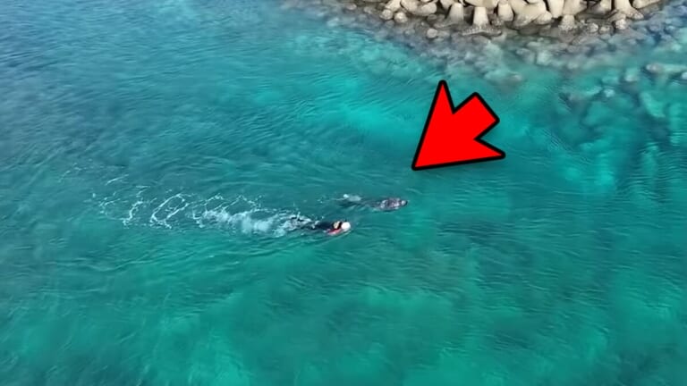 「ヤバい！ヤバい！」「無理だ、進まない」離岸流の恐ろしさを体験。流されたときの脱出方法と対策とは。「海上保安庁から呼び出されました」