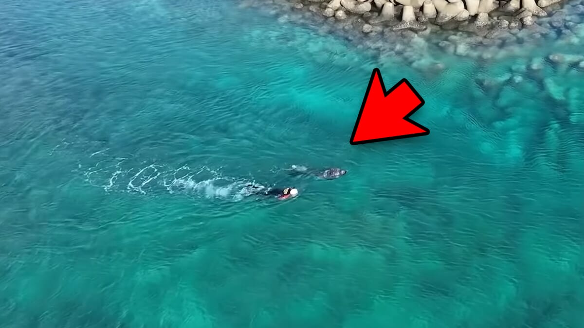 ｜「ヤバい！ヤバい！」「無理だ、進まない」離岸流の恐ろしさを体験。流されたときの脱出方法と対策とは。「海上保安庁から呼び出されました」