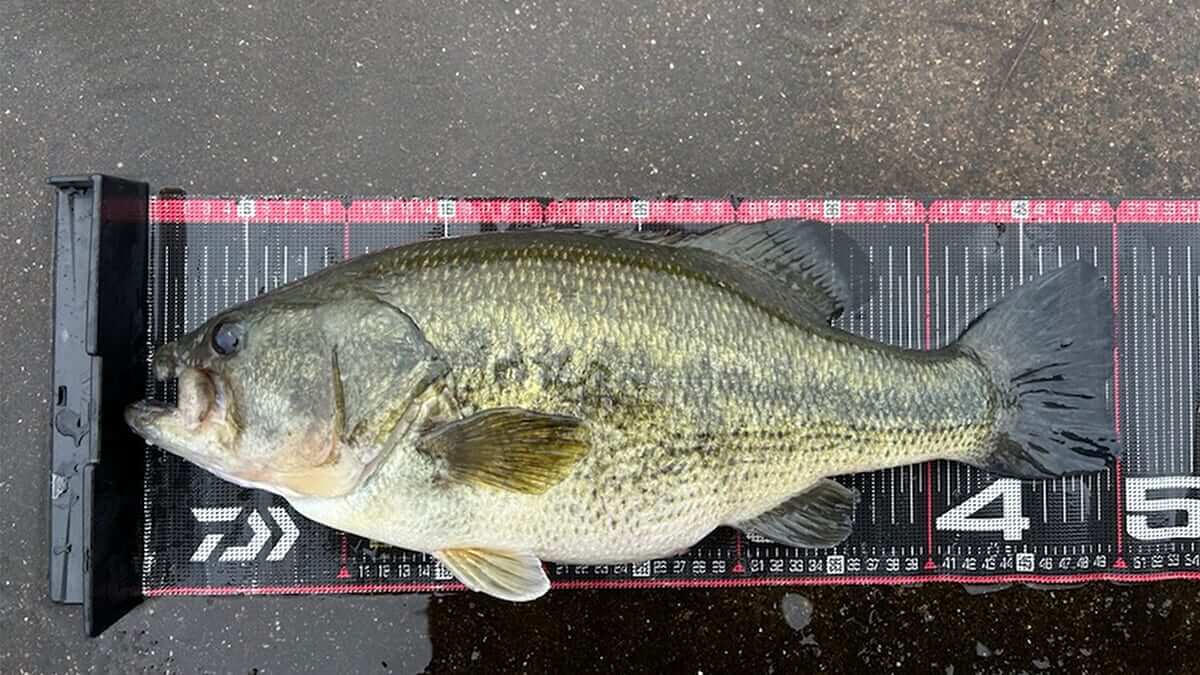 ｜カスミの腹パン50アップ「春らしい超ハイクオリティ！」プロトルアーはすでにカスミビッグバス量産中【週刊ササカツ無双】