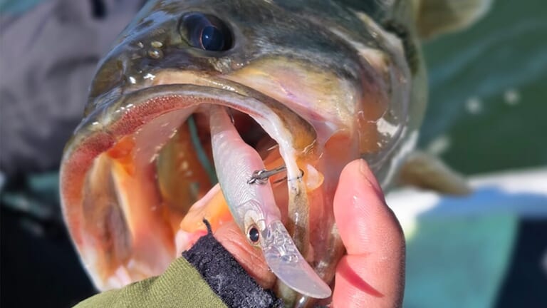 『プリ全盛期の河口湖』メインは表層ゲーム、それがダメならシャッド速巻き！タイミング合えばプリのビッグバス炸裂！