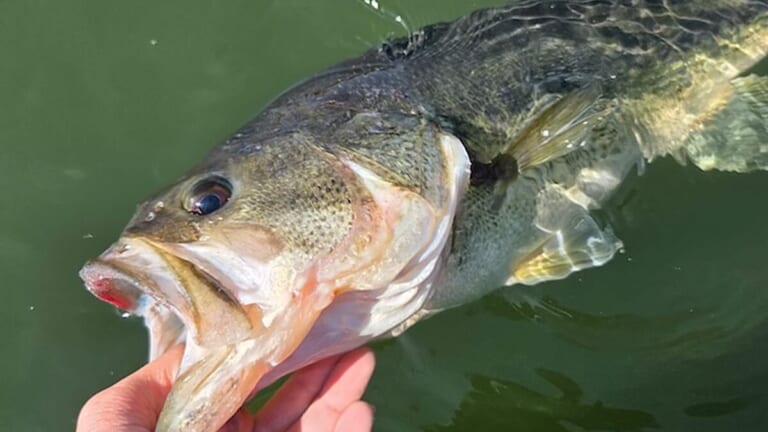 日替わりの春の河口湖。キモは表層攻略！「コンディションのいい魚ほど水面ですよ」
