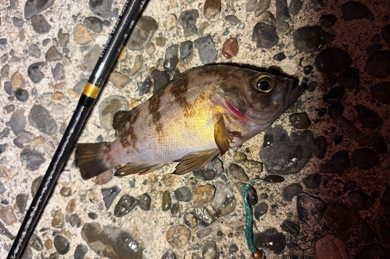 ｜メバルが“ツチノコ”!? 浜名湖で幻となりつつあるメバルを狙ってみたら…。