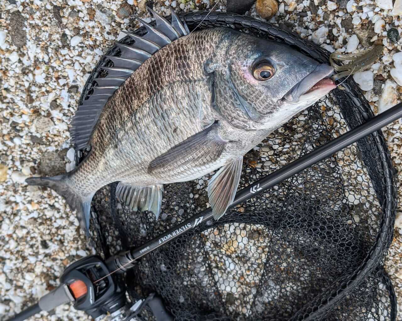 ｜無人島から南国リーフまで、拡張する“もりぞー”チニングワールド。日々の釣りで感じる「もう少し○○だったら」を解消するDAIWAの高い技術力