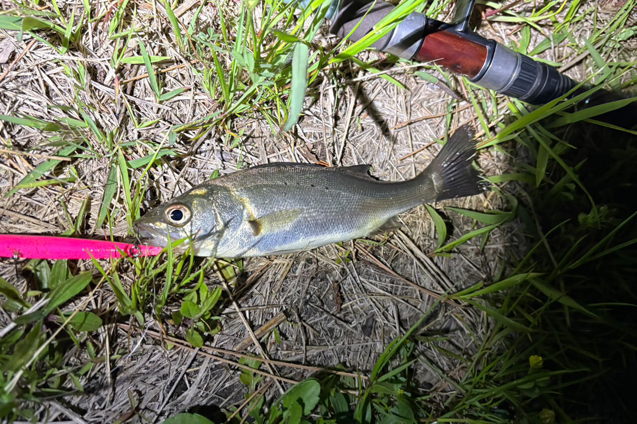 ｜今年はアタリ年!? 簡単に釣れる港湾バチ抜けが帰ってきたぞ！ ヒットルアーはやはり…。