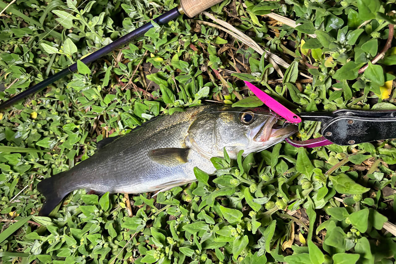 |「あまり話したくないですが…」これから始まる港湾・運河のバチ抜け。裏ワザ的タイミングを大公開。