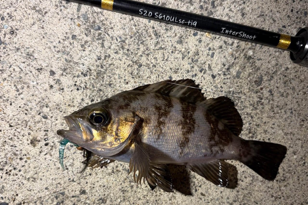 ｜メバルが“ツチノコ”!? 浜名湖で幻となりつつあるメバルを狙ってみたら…。