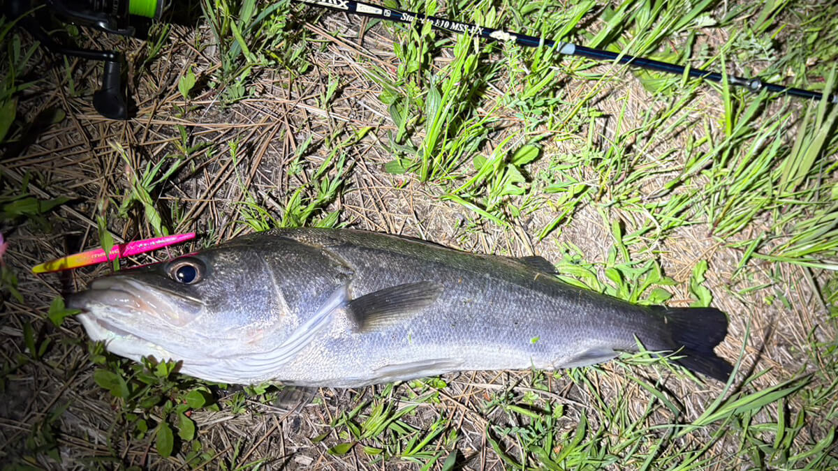 ｜今年はアタリ年!? 簡単に釣れる港湾バチ抜けが帰ってきたぞ！ ヒットルアーはやはり…。