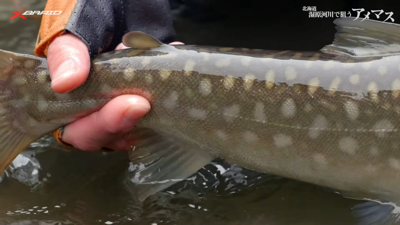 ｜「PEライン×ベイトリール」システムの最新系！ネイティブトラウト相手で成立させるためのセッティングとは…？