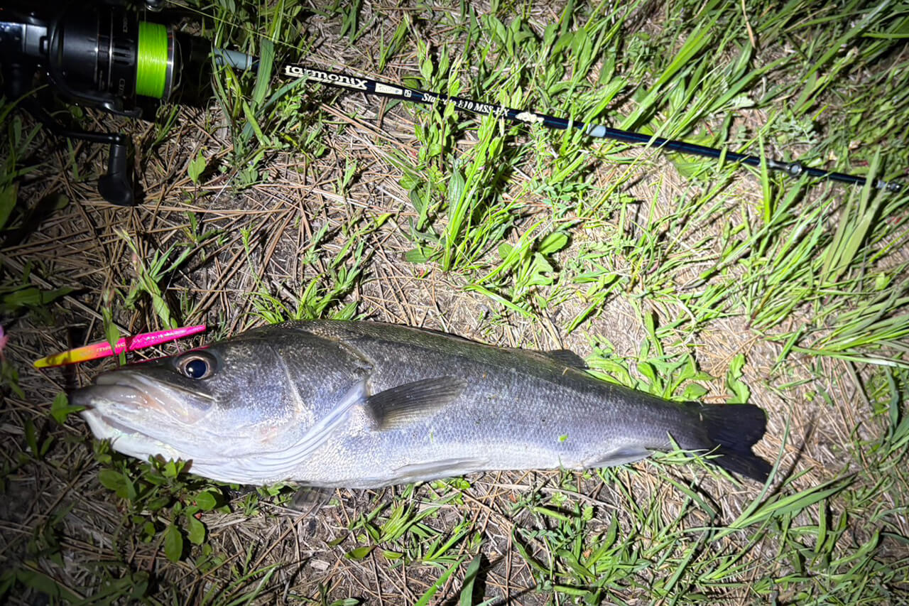 ｜今年はアタリ年!? 簡単に釣れる港湾バチ抜けが帰ってきたぞ！ ヒットルアーはやはり…。