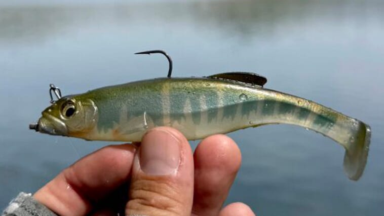 日本生まれでアメリカでも大活躍中！話題のスイムベイトの使い方を若手岸釣りアングラーが解説！