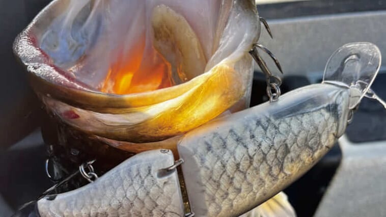 早春の琵琶湖をストロングに攻略するためのQ&A「釣れない人の特徴は…」