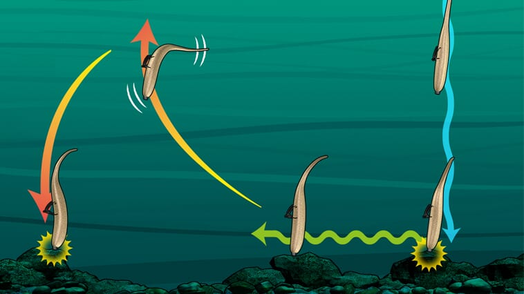 【バス釣り】初心者にもおススメの『ネコリグ』ってどんな仕掛け？使い方はもちろんセッティングの仕方、おススメのワームまで丸ごと解説！