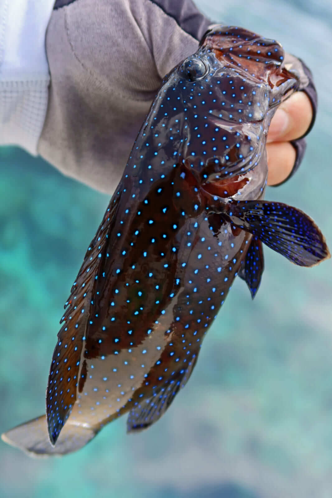 ｜無人島から南国リーフまで、拡張する“もりぞー”チニングワールド。日々の釣りで感じる「もう少し○○だったら」を解消するDAIWAの高い技術力