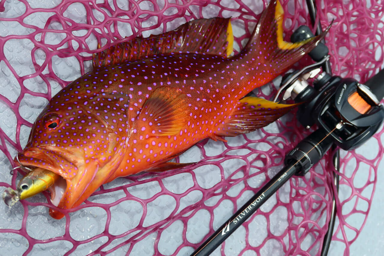 ｜無人島から南国リーフまで、拡張する“もりぞー”チニングワールド。日々の釣りで感じる「もう少し○○だったら」を解消するDAIWAの高い技術力