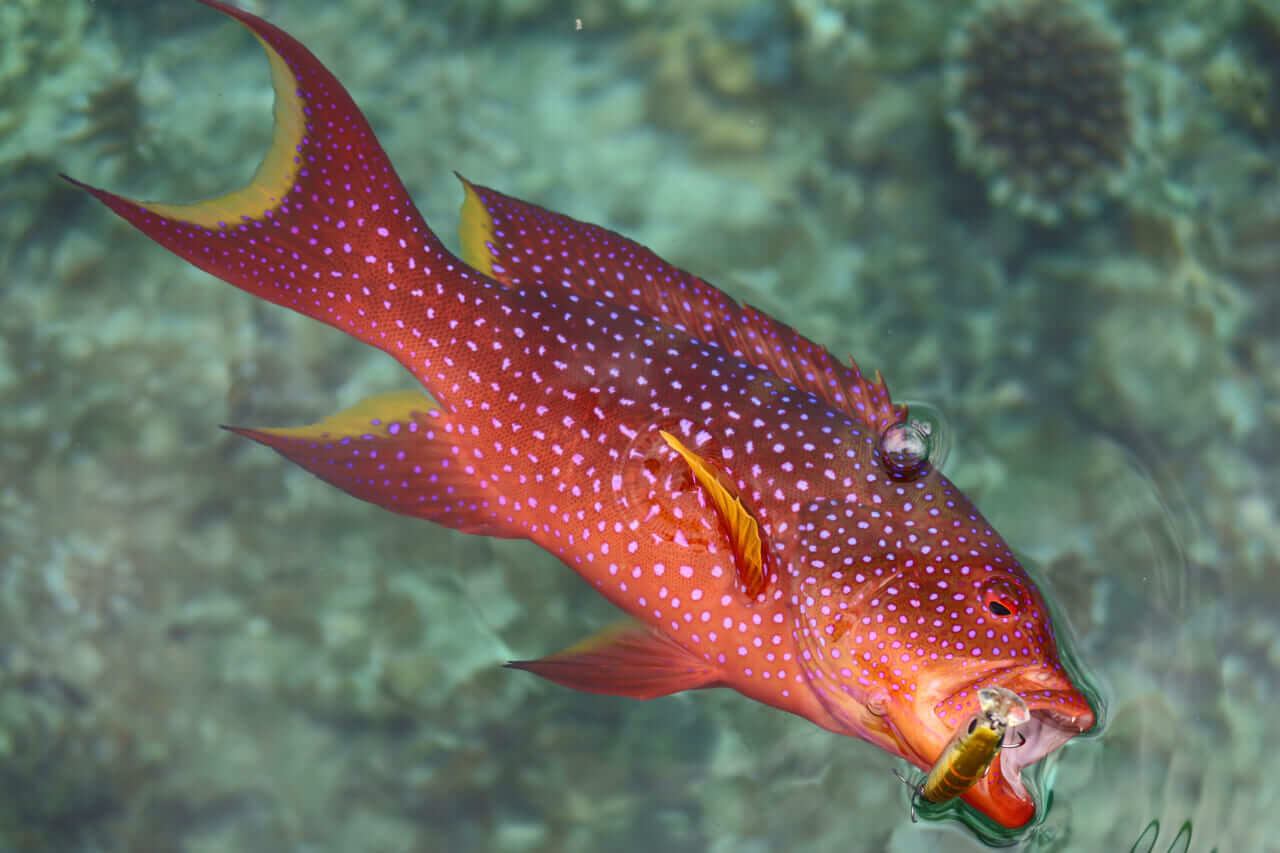 ｜無人島から南国リーフまで、拡張する“もりぞー”チニングワールド。日々の釣りで感じる「もう少し○○だったら」を解消するDAIWAの高い技術力