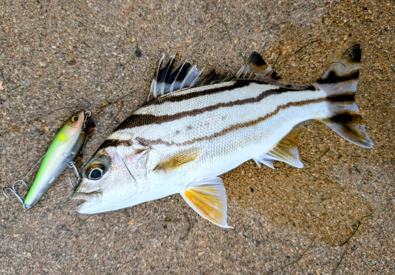 ｜無人島から南国リーフまで、拡張する“もりぞー”チニングワールド。日々の釣りで感じる「もう少し○○だったら」を解消するDAIWAの高い技術力