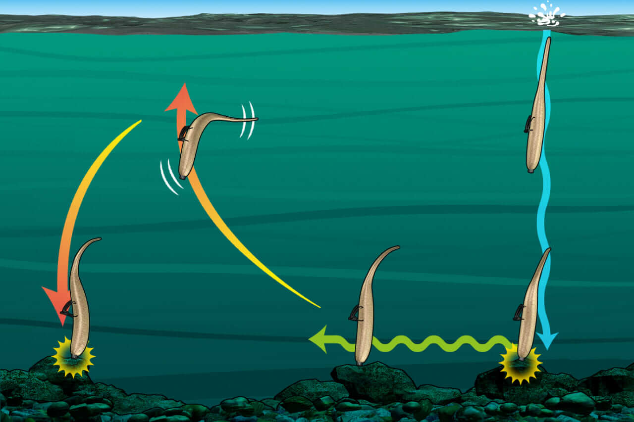 ｜【バス釣り】初心者にもおススメの『ネコリグ』ってどんな仕掛け？使い方はもちろんセッティングの仕方、おススメのワームまで丸ごと解説！