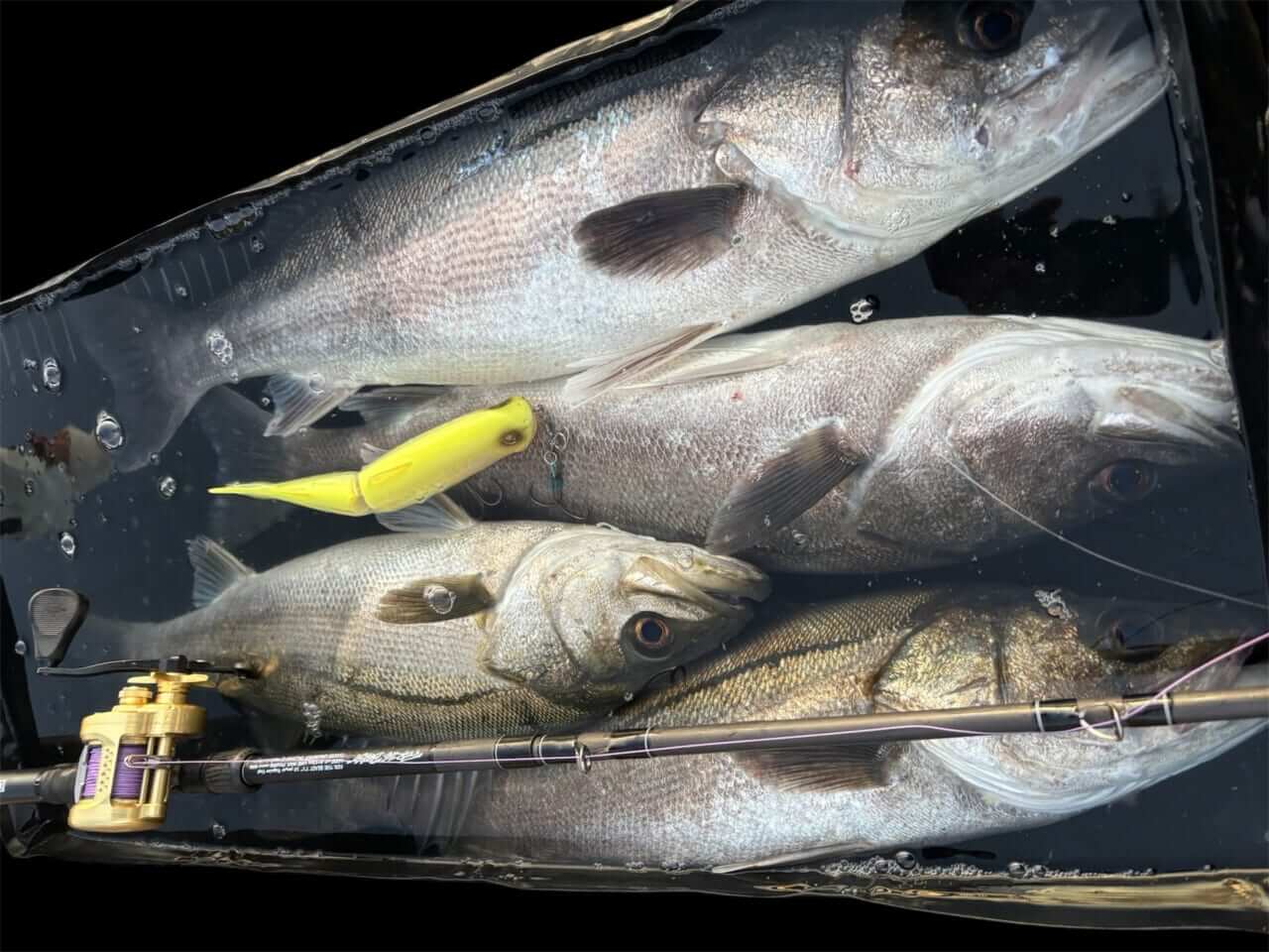 ｜シマノの「魚専用プール」が色々と便利過ぎた！シーバスアングラーがインプレッション!!