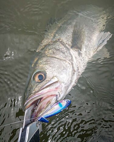 釣り逃している魚を釣る、ツクモのシャローゲーム（佐藤雅樹）