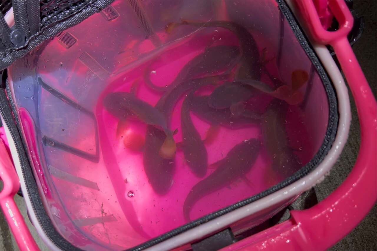 ｜「まんまるおめめがかわいい」美女が夜のテトラで釣りをしたら、“ヌメヌメ”のあの魚まみれに…。