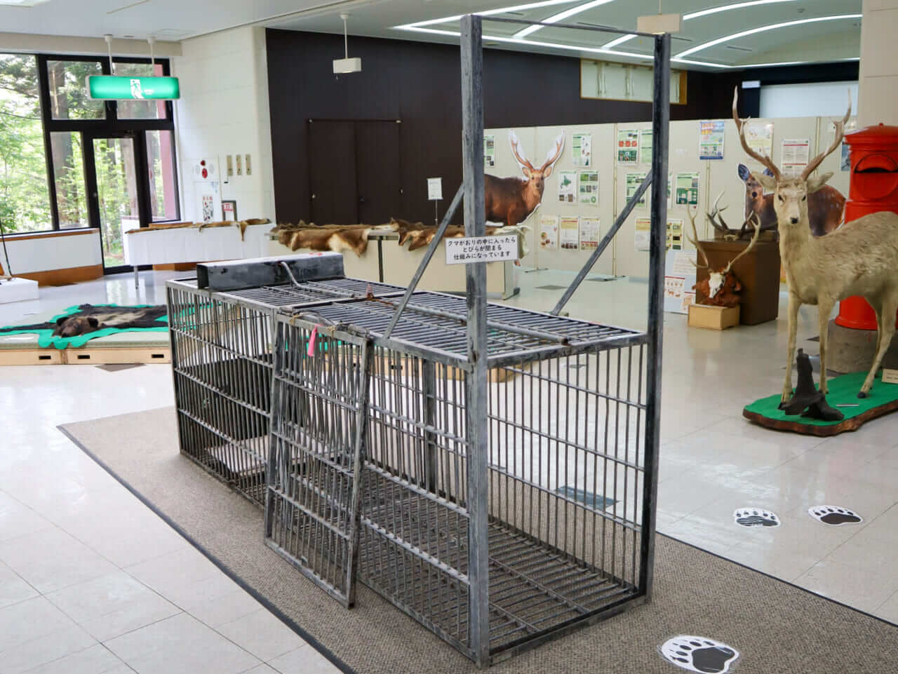 |「助かったのは幸運だった」至近距離で『ヒグマ』と遭遇。“してはいけない行動”をとってしまった釣り人が語る恐怖。