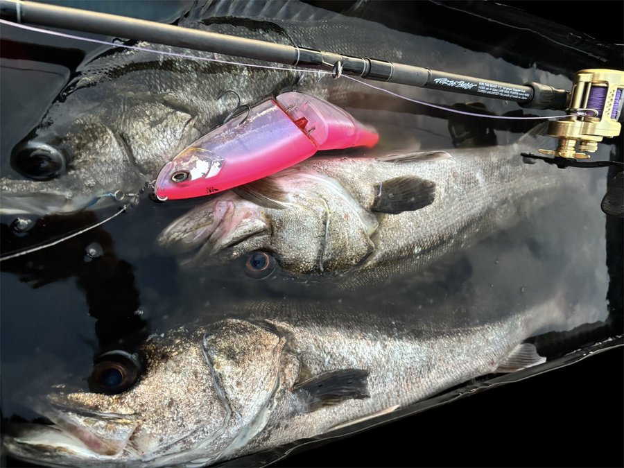 ｜シマノの「魚専用プール」が色々と便利過ぎた！シーバスアングラーがインプレッション!!