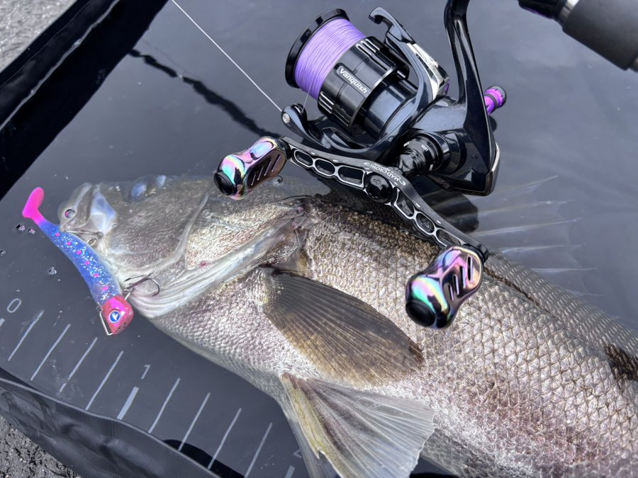 ｜シマノの「魚専用プール」が色々と便利過ぎた！シーバスアングラーがインプレッション!!